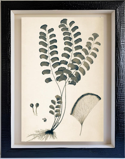 Adiantum Lunulatum