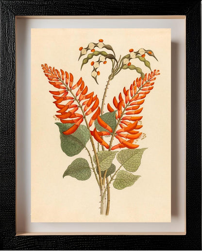 Erythrina, Nov. Specie (Erythrina Humeana)