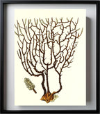 Gorgonia placomus 3