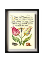 Gesner’sTulip, Ichneumon Fly, Kidney Bean, and Scarlet Runner Bean
