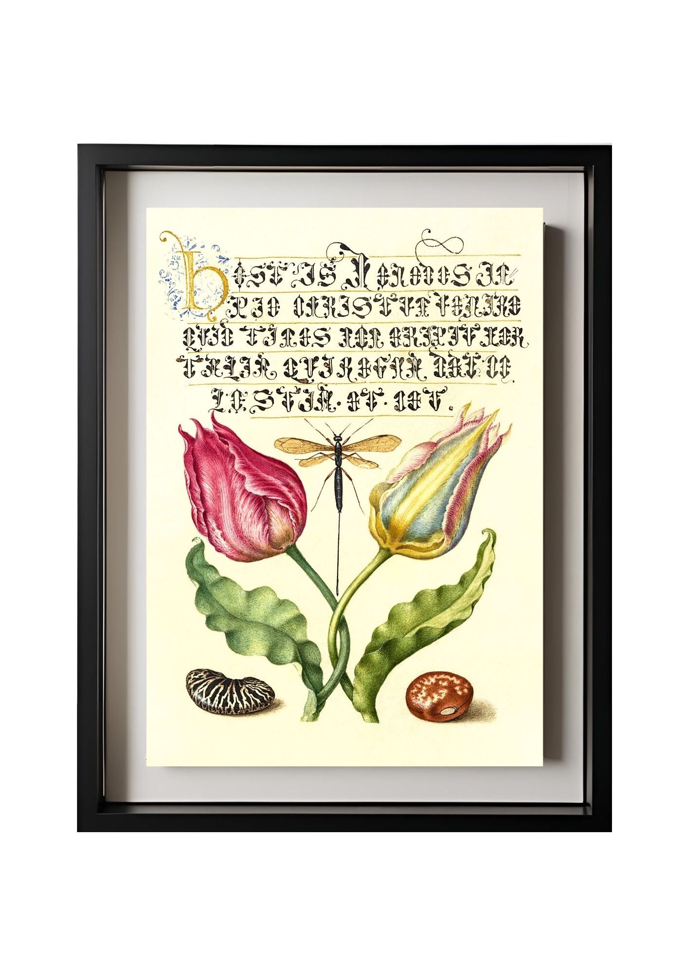 Gesner’sTulip, Ichneumon Fly, Kidney Bean, and Scarlet Runner Bean