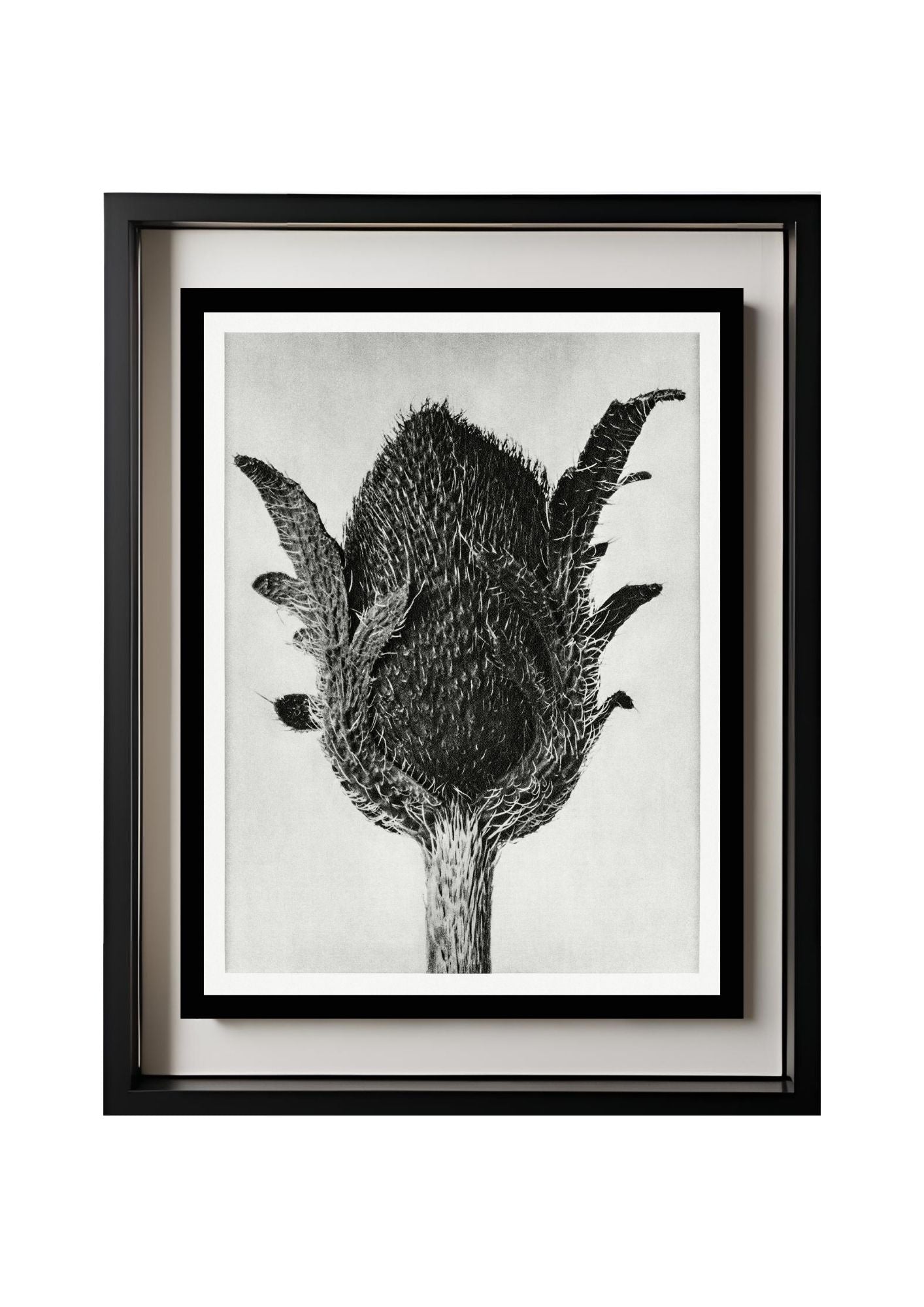 Papaver orientale (Oriental Poppy)