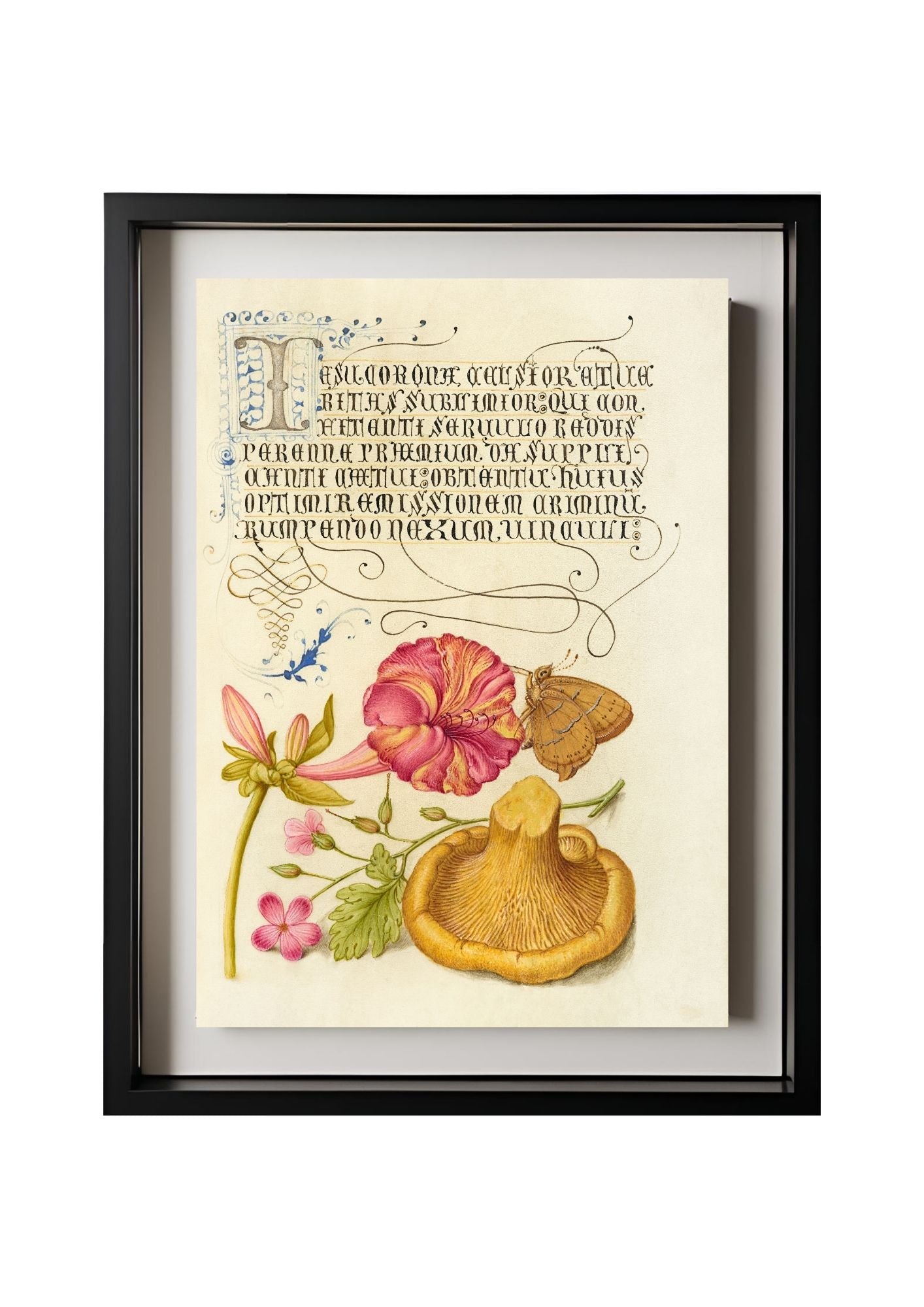 Four-o’Clock, Brown Hairstreak, Herb Robert, and Chanterelle