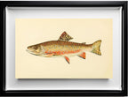 The Brook Trout (Adult Male) Salvelinus-Fontinalis (breeding season coloration)