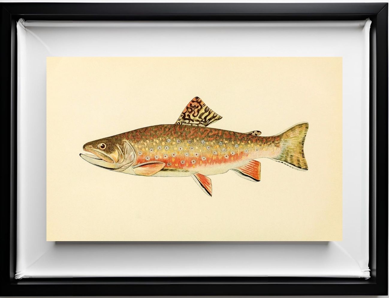 The Brook Trout (Adult Male) Salvelinus-Fontinalis (breeding season coloration)