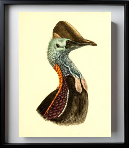 Casuarius Casuarius Violicollis