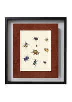 Beetles 1