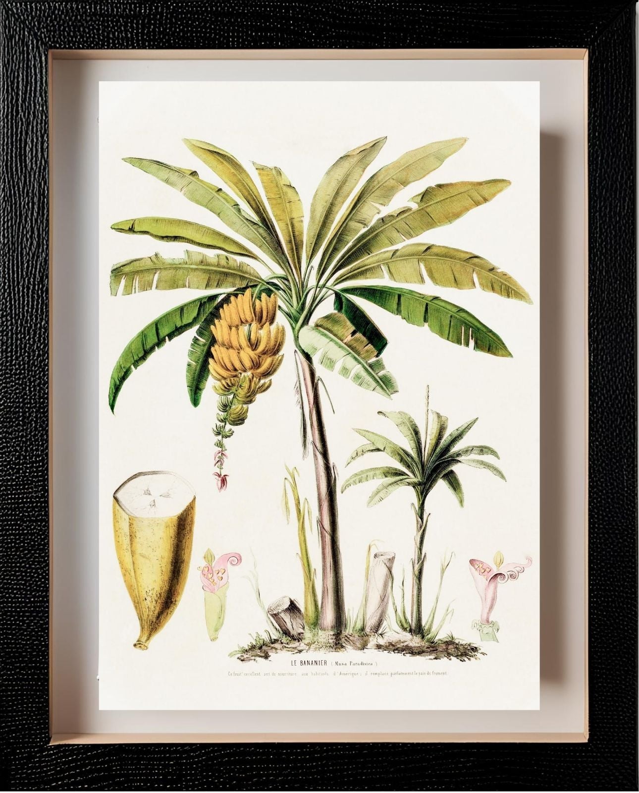 Le Bananier (Musa Paradisica)