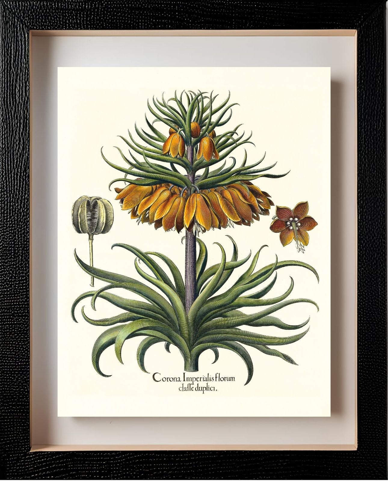 Two-tiered crown imperial fritillary with open flower