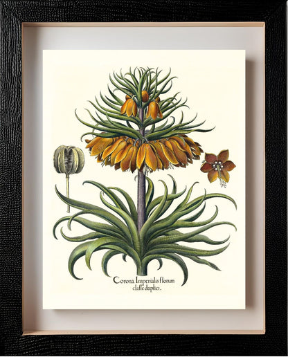 Two-tiered crown imperial fritillary with open flower