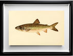 The Great Lake Trout (Adult Male) Christivomer-Namaycush