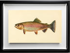 The Golden Trout (Adult Male) Salmo-Gilberti