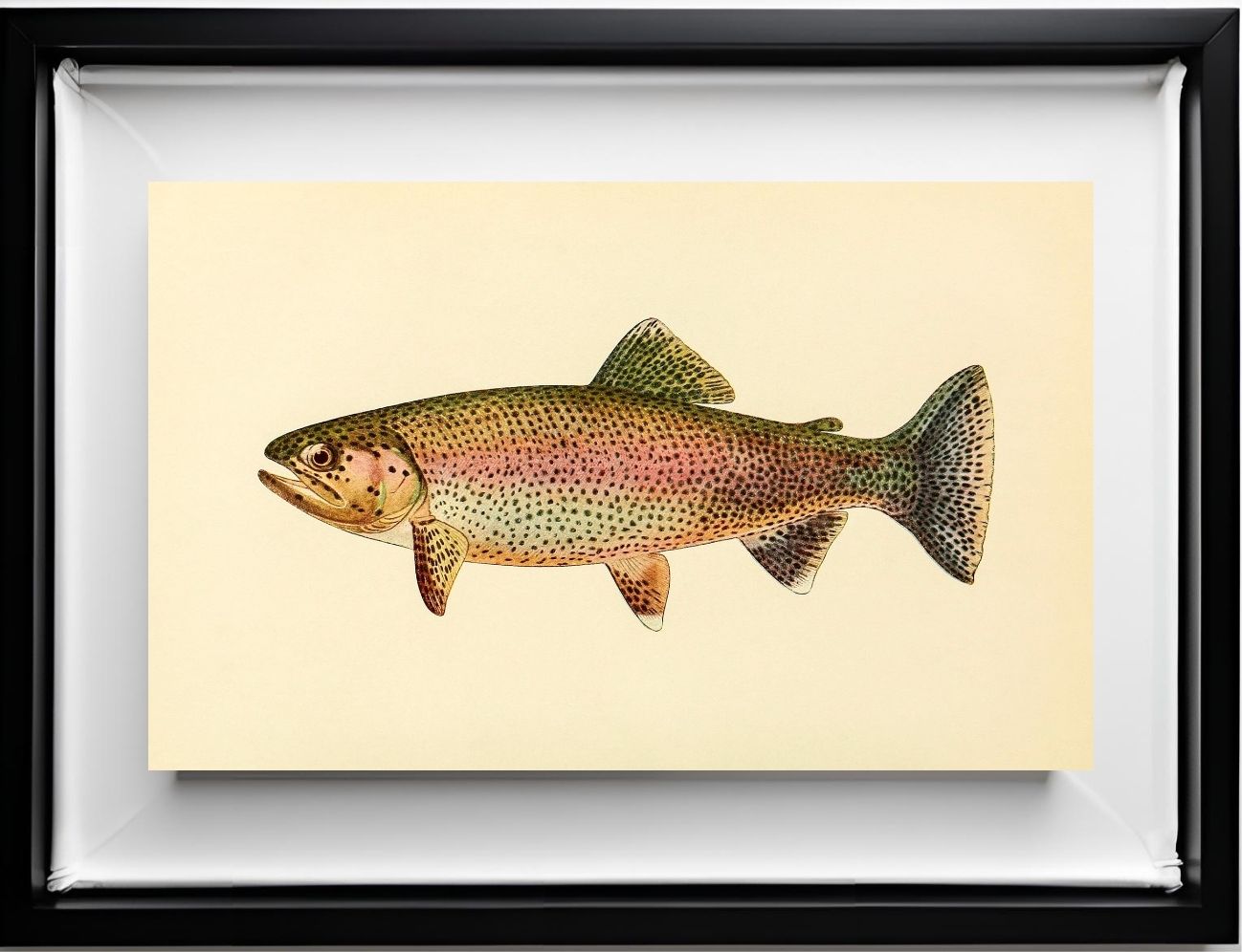 The Golden Trout (Adult Male) Salmo-Gilberti