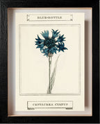 Blue-Bottle