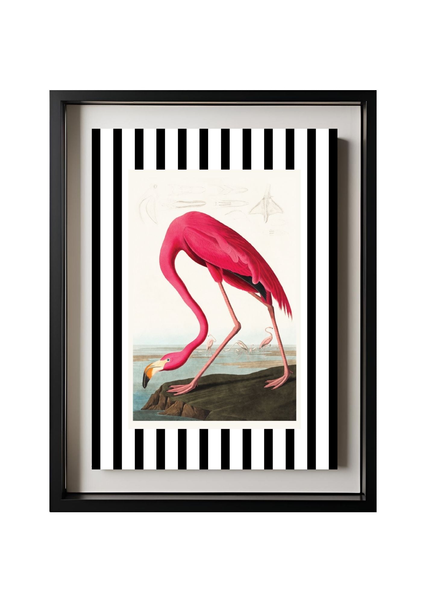 American Flamingo