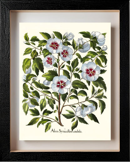 White rose of Sharon