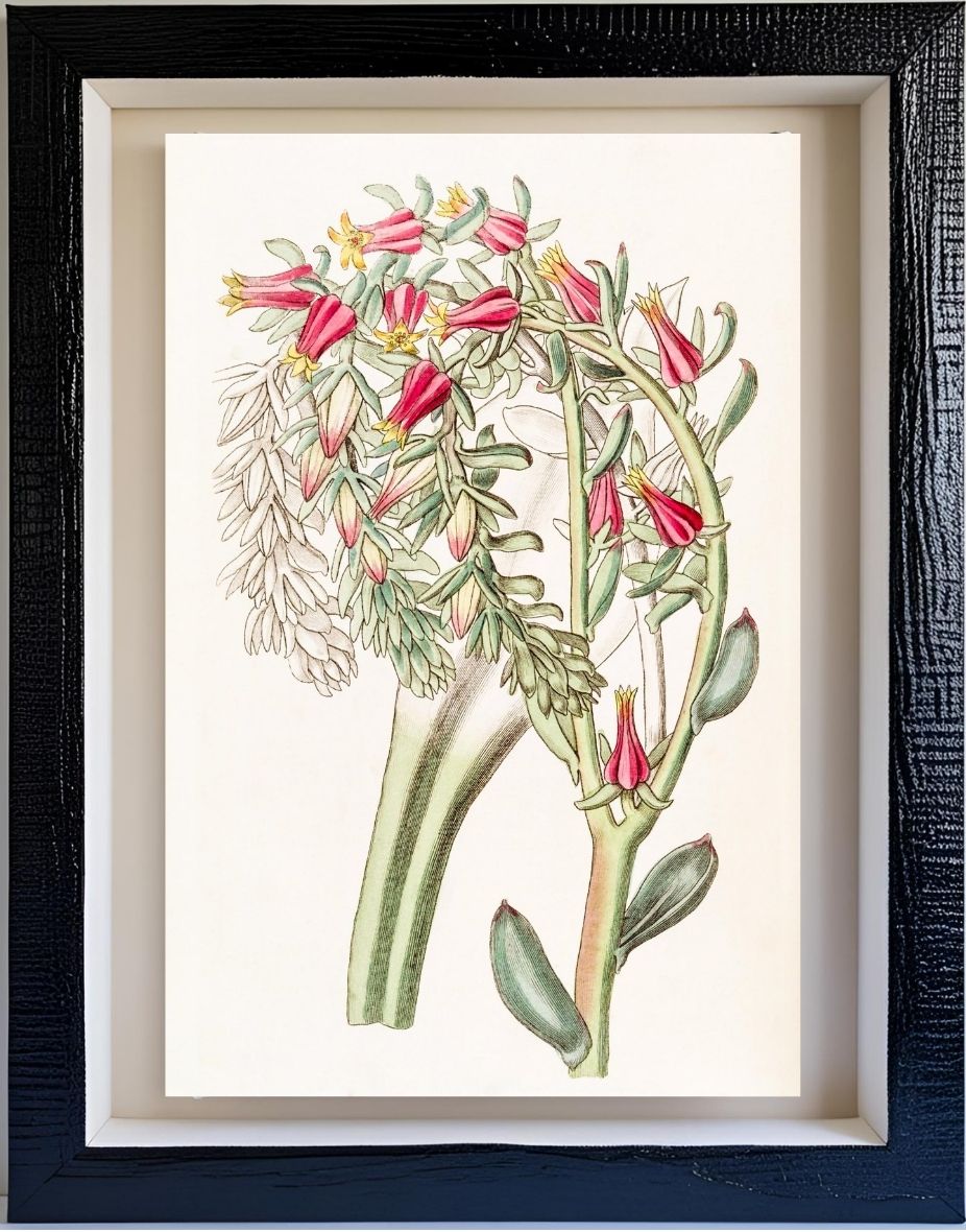 Mr. Scheer's Echeveria
