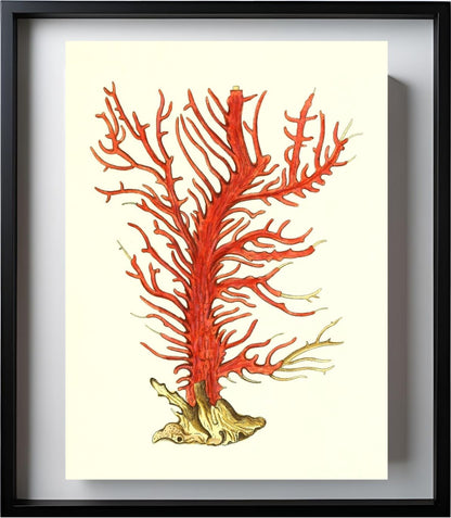 Gorgonia palma