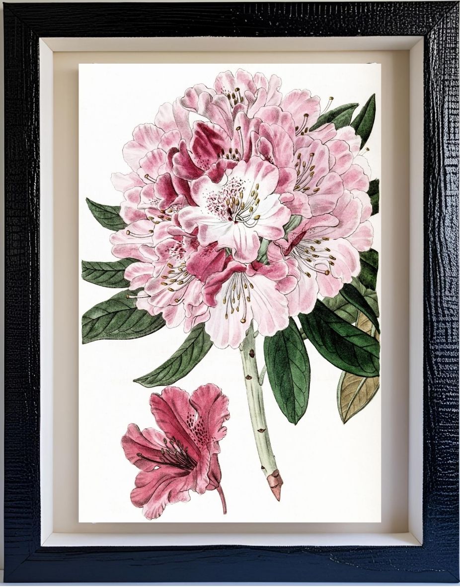Rhododendron