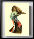 Casuarius Casuarius Beccarii