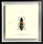 Clerus Lepidus