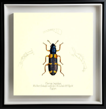 Clerus Lepidus