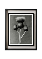 Cirsium Canum (Queen Anne Thistle)