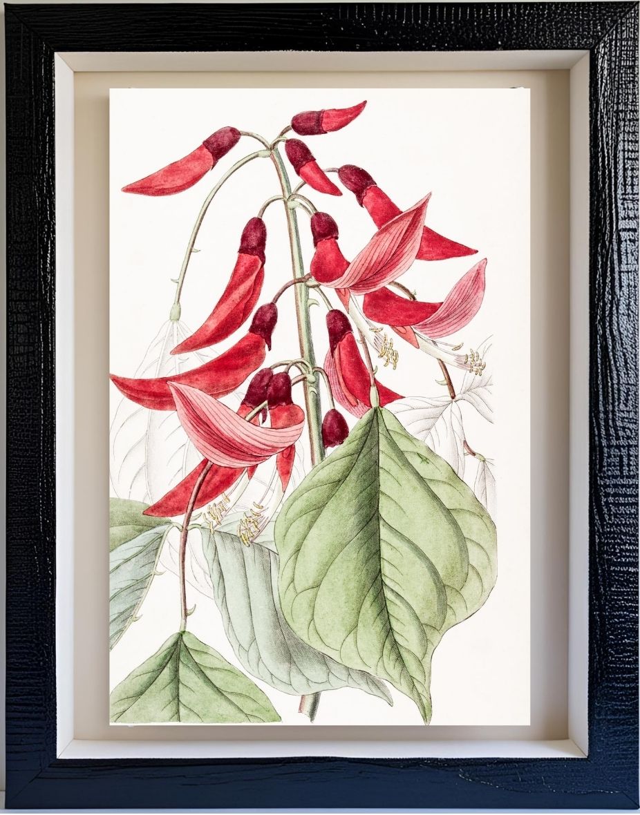 Mr. Bidwill's Erythrina
