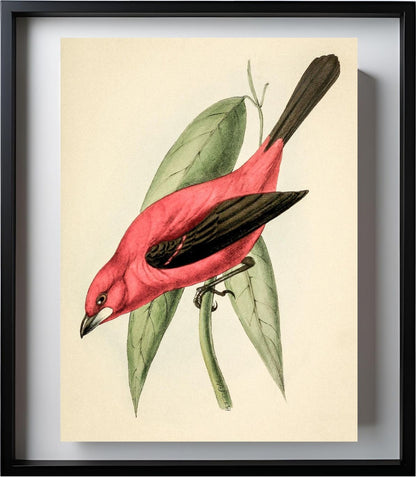 Crimson Tanager