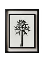 Eryngium Bourgatii (Mediterranean Sea Holly)