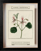 Sorrel Cranes-Bill