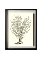 Gorgonia palma