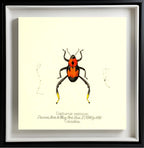 Copturus Eximius