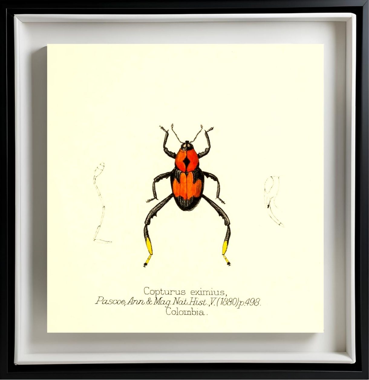 Copturus Eximius