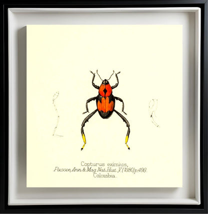 Copturus Eximius