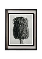 Cirsium Canum (Thistle) Flower Head