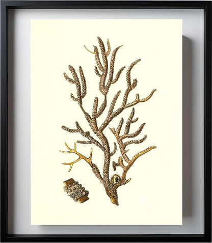 Gorgonia placomus 4