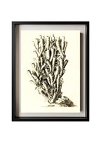 Caryophyllia antophyllum