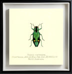 Nascio Carissima