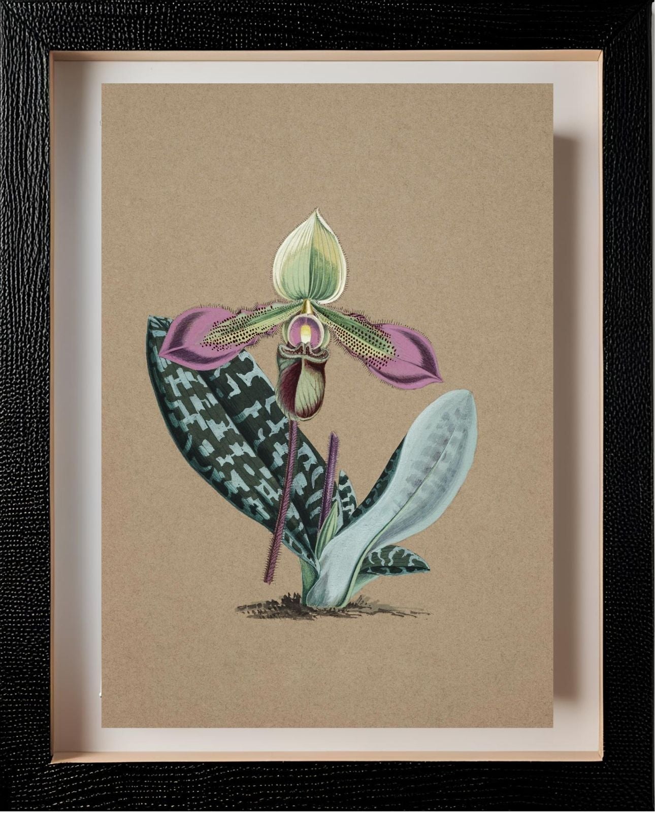 Cypripedium Hookerae