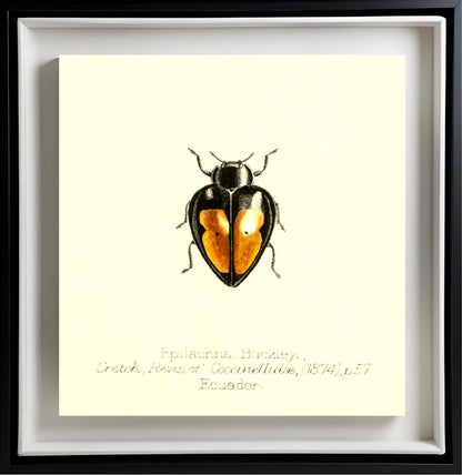 Epilachna Buckleyi