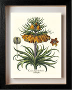 Two-tiered crown imperial fritillary with open flower