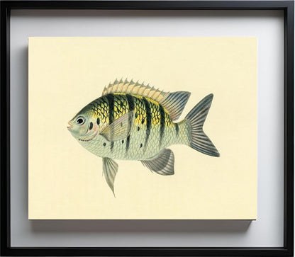 Chaetodon Tyrwhitti