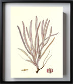 Gorgonia anceps