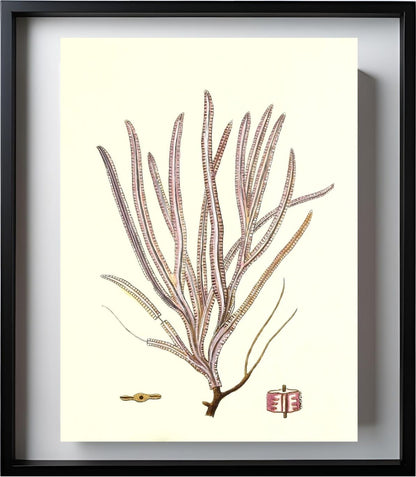 Gorgonia anceps