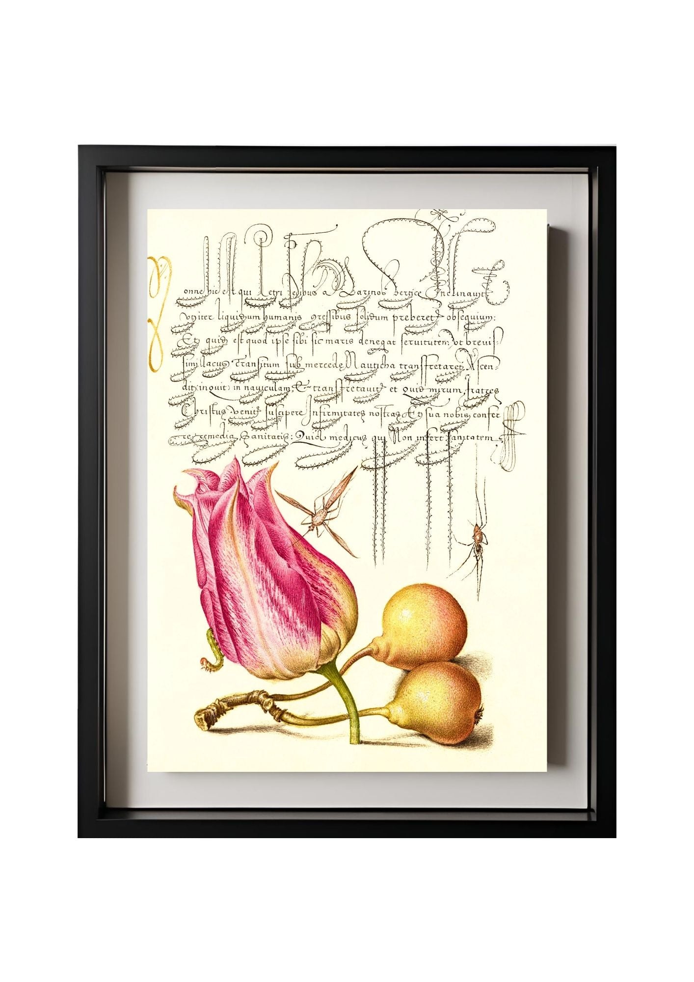 Imaginary Insect, Tulip, Spider, and Common Pear