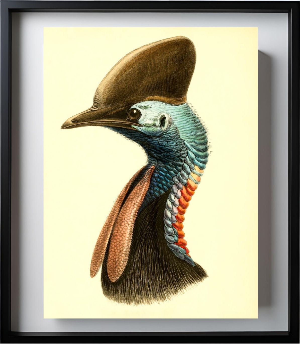 Casuarius Casuarius Australis
