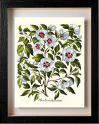 White rose of Sharon