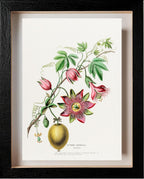 La Pomme Grenadille (Passiflora)