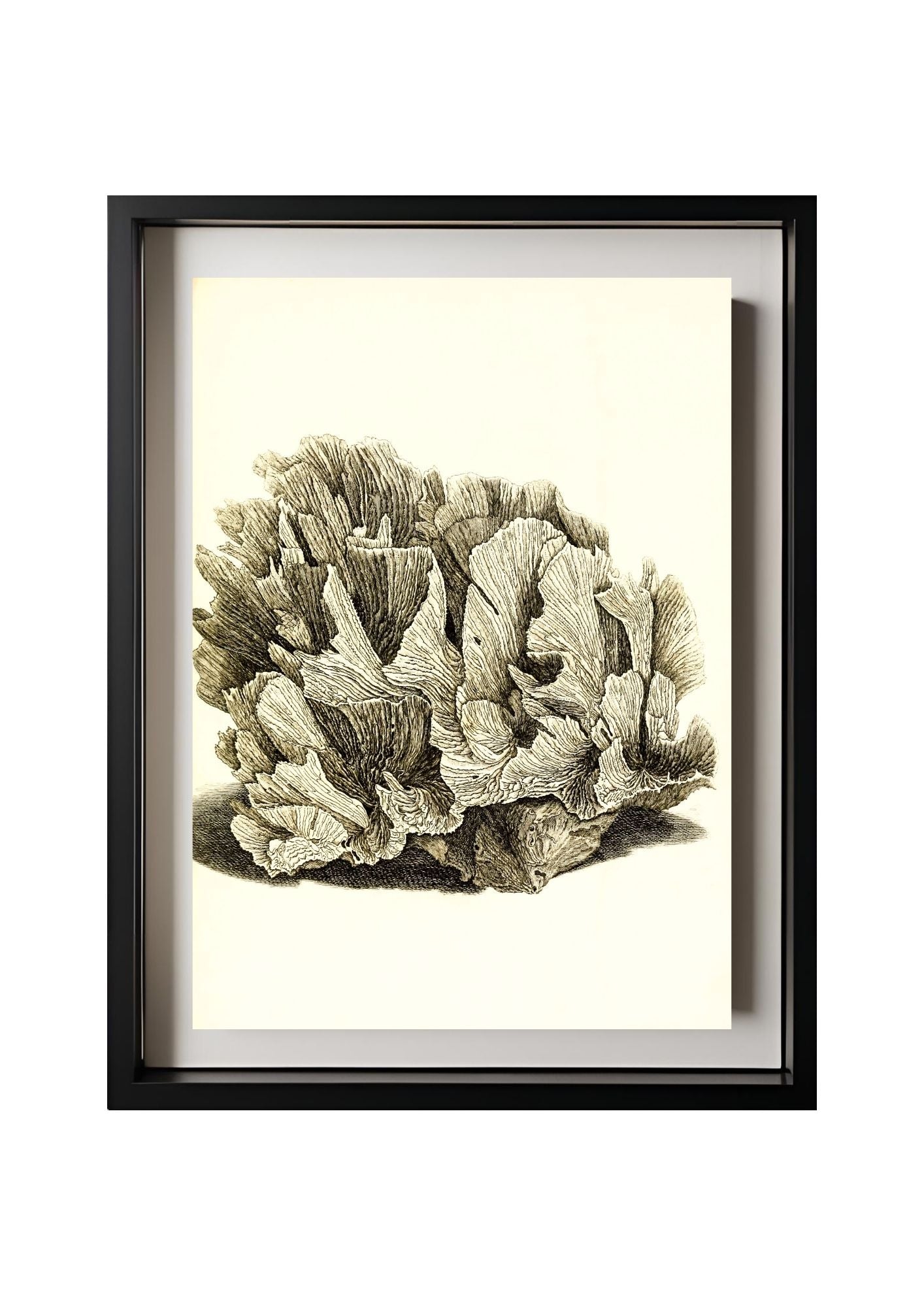 Pavonia lactuca